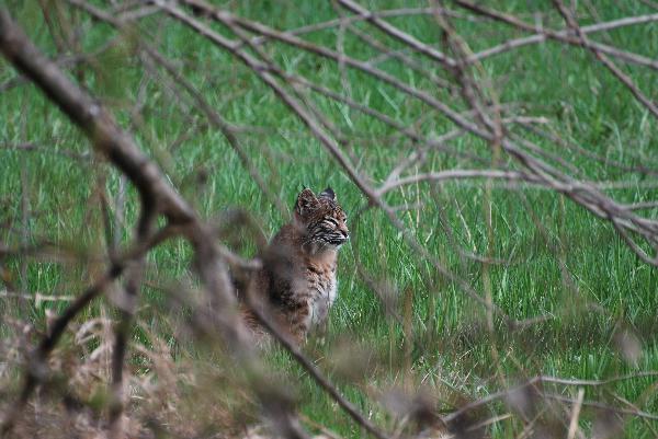 Photo of Lynx rufus by Murray Brown